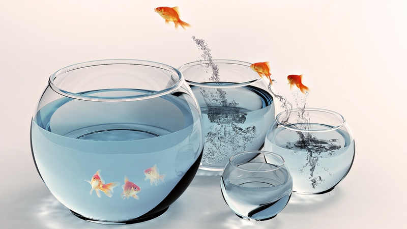 fish jump fish bowls 1920x1080 wallpaper_www.wallpaperhi.com_51