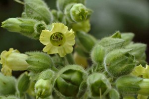 floare de tutun