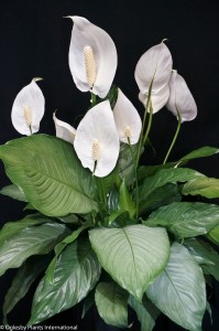 Spathiphyllum