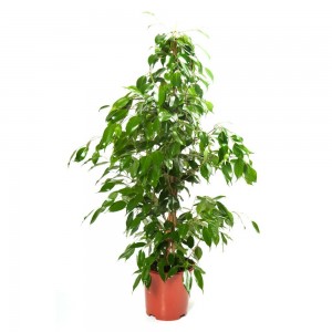 ficus benjamina