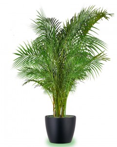 palmier areca