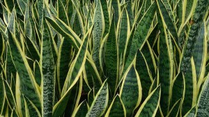 planta sarpe
