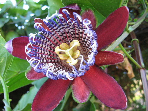 Passiflora