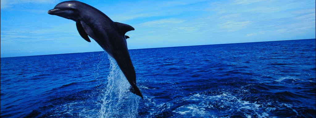 delfin