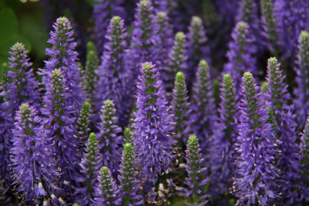 lavanda